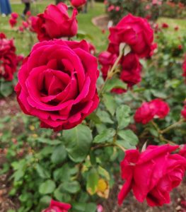 A group of red roses in a garden. Rosa Crimson Glory deep rich red roses