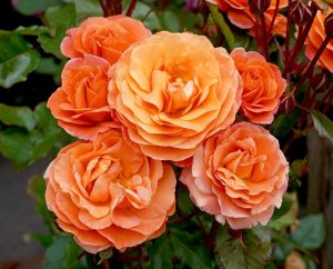 rosa floribunda casanova roses burnt orange colour