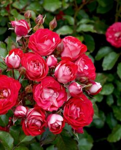 Masses of rosa floribunda cherry red blooms with silver and white unterones. Rose Cherry Red growingi n a garden