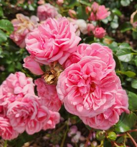 masses of fluffy pink roses Home and Garden Rose flowers rosa floribunda