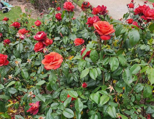 Rosa floribunda Hot Cocoa Bush Roses