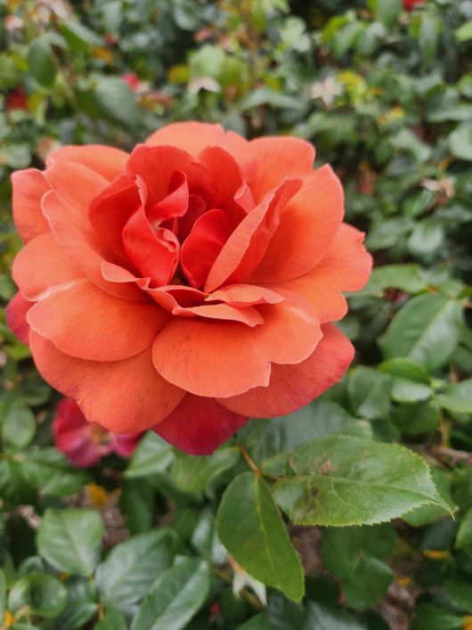 rosa floribunda orange red burnt rustic colored roses with green foliage rosa floribunda hot cocoa