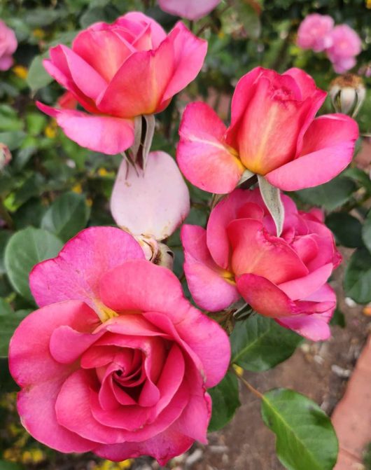 Rose floribunda 'So In Love' Bush Rose flowering bright pink blooms in the garden