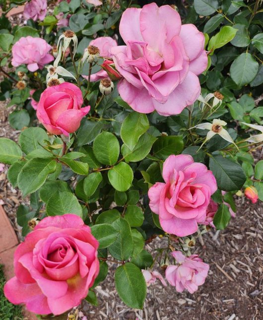 rosa floribunda so in love pink roses flowering in the garden