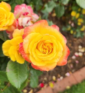 rosa hybrid tea garden delight rose flower pink and yellow gold