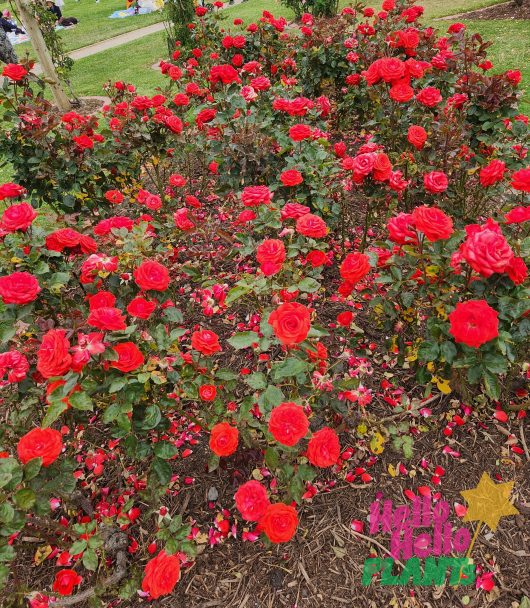 Rosa hybrid tea