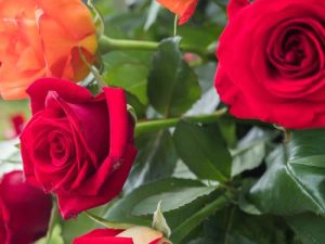 Rosa hybrid tea Grand Amore red roses in bloom