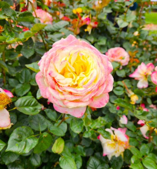 kordes jubilee hybrid tea rose large flowers of pink yellow and white