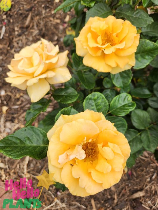 Rosa hybrid tea Outback Angel Roses blooming in a garden bed . Apricot flowerins golden yellow