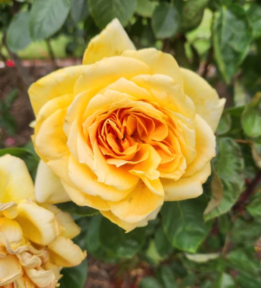 rosa hybrid tea outback angel rose fluffy golden yellow apricot roses