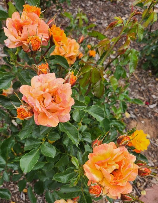 Rose Parkinson's Passion Floribunda Rose