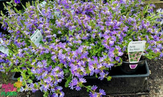 Tray of 6" pots containing Scaevola 'Blue Ribbon' plants, with vibrant purple fan flowers, displayed in a garden center.
