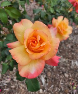 Rosa hybrid tea summer of love beautiful classical rose multicoloured of orange, apricot and pink blooming