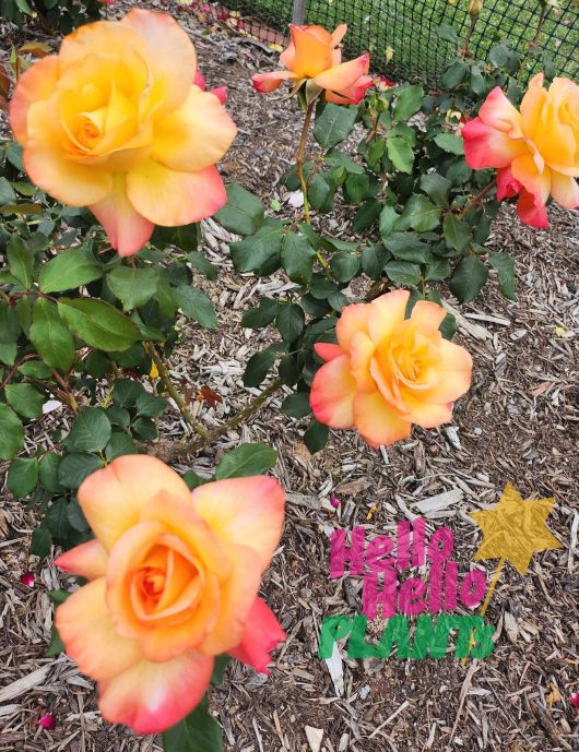 rosa hybrid tea Summer of Love Rose multicoloured orange-apricot-pink roses growing in a garden