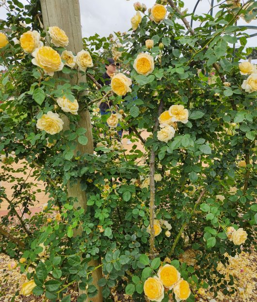 rosa old english shrub rose teasing georgia yellow climbing rose