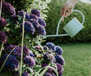 A hand watering purple flowers, hydrangeas, in a garden.