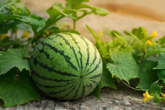 Citrullus lanatus Watermelon plant fruit dark green and light green striped fruit growing in the garden