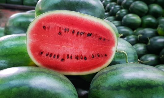 Citrullus lanatus Watermelon delcicious red flesh with black seeds and green skinned fruits