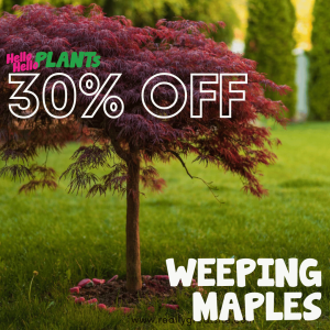 30% off weeping maples for modern gardens.