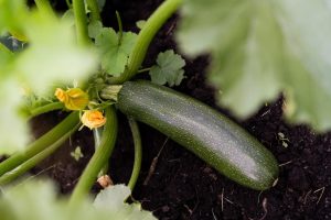 zucchini black jack vegetable edible growing plant in a garden with dark green almost black fruits