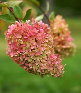 Hydrangeas blooming in a field with green grass. Autumn