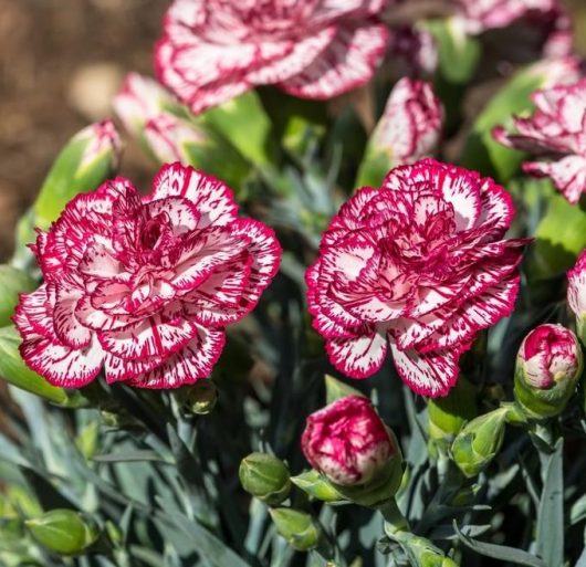 Red and white Dianthus chantilly Carnation are growing in a garden.