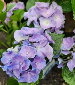 Purple hydrangeas in a garden with green leaves.