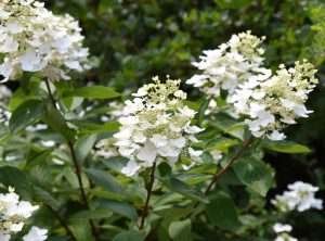 A bush with white flowers and green leaves. Hydrangea
