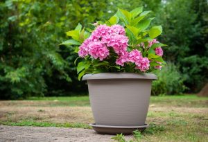 A planter with pink flowers sitting on the ground. Hydrangea in pot