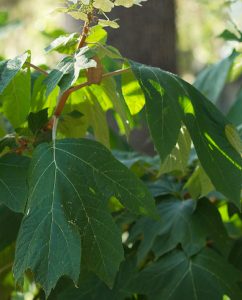 Leaf shape of oak leaf hydrangea