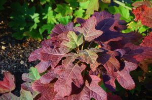 A plant with red and purple leaves.