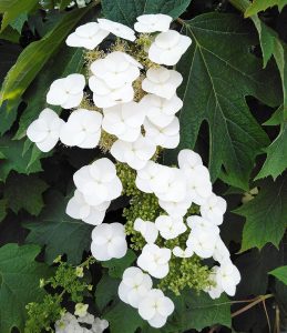 White flowers on a bush with green leaves. Oakleaf Hydrangea in spring