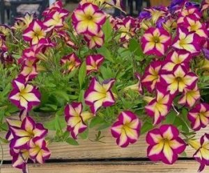 petunia hybrid cherry banana. Mixture of petunia flowers mixed colours of purple white and yellow