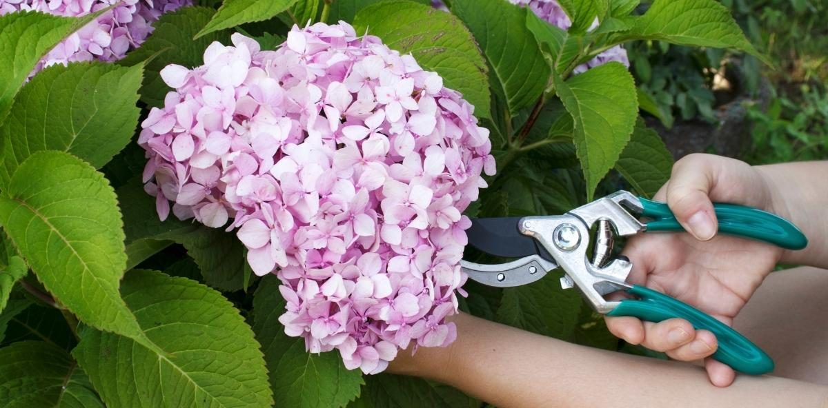 Pruning hydrangeas with a pair of pruning shears.