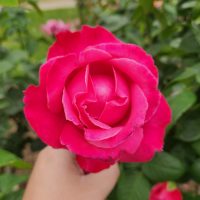 Rosa hybrid tea Best Friend Hot pink bush rose