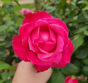 Rosa hybrid tea Best Friend Hot pink bush rose