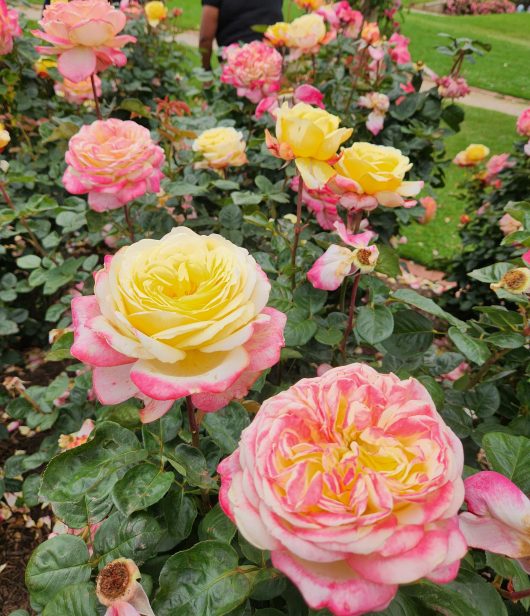 multicoloured roses growing on a bush in the rose garden Kordes Jubilee large flowers hybrid tea rose pink white and yellow