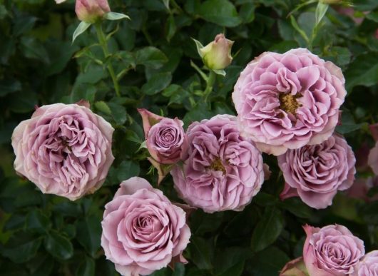 masses of rich mauve purple lilac roses with ruffles petals growing as a climber on a bush with green glossy leaves. Quicksilver rose