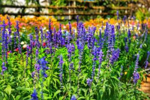 Salvia nemorosa blue purple flowering sage flower spikes in garden