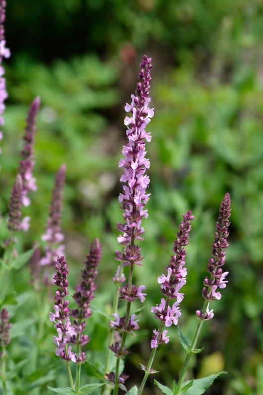 salvia nemorosa rose pink sage light pink flower spikes