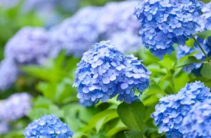 A close up of blue flowers in a garden. hydrangeas in summer