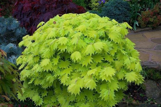 Japanese maple in a garden with green leaves.