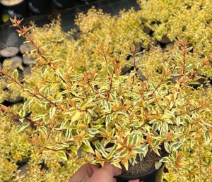 A person holding a small yellow Abelia 'Suntastic Peach' 6" Pot plant.