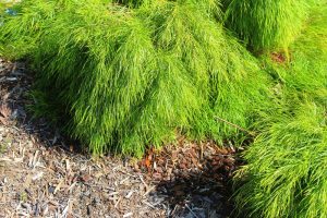 Acacia cognata Dwarf Nano Narrow river wattle dwarf bright green