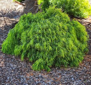 Acacia cognata Fettuccini bush australian native river wattle bright green compact growing in garden with tan bark