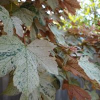 Acer Eskimo Sunset Esk Sunset Maple Acer pseudoplatanus Variegated sycamore maple leaves foliage