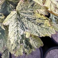 A Acer 'Esk Sunset' Variegated Sycamore Maple 10" Pot with white and yellow leaves in a pot.