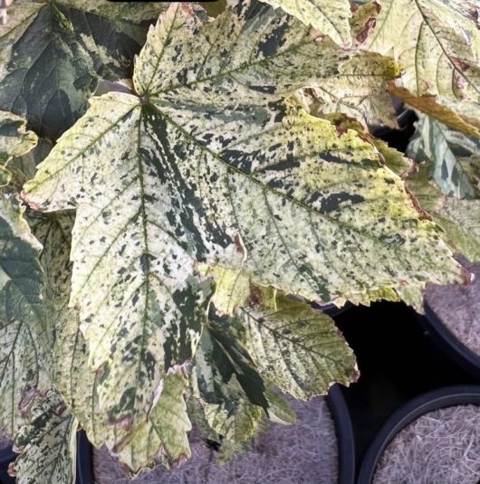 A Acer 'Esk Sunset' Variegated Sycamore Maple 10" Pot with white and yellow leaves in a pot.