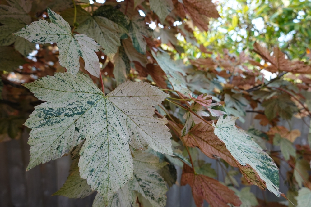 Acer Eskimo Sunset Esk Sunset Maple Acer pseudoplatanus Variegated sycamore maple leaves foliage