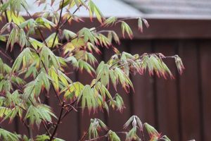 acer palmatum japanese maple emerald sunset with bright lime green leaves with red tips hanging off branches